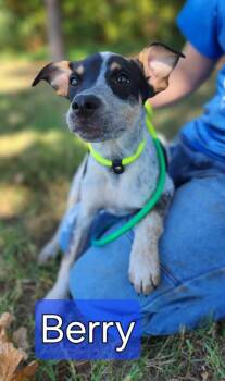 Rescue Australian Cattle Dog Blue Heeler and Rat Terrier Dogs for Adoption in Tulsa, Oklahoma - Berry | PetCurious