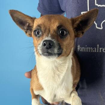 Rescue Chihuahua Dogs for Adoption in Brookshire, Texas - Rudy - Local Dec 19-21 | PetCurious