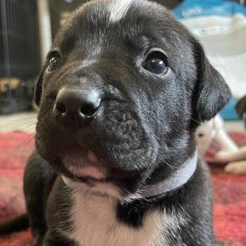 Black Mouth Cur and Beagle Dogs Available for Adoption in Metamora, Michigan - Nemo | PetCurious