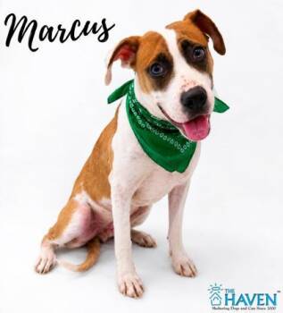 Marcus -  Boxer and Mixed Breed Dog for Adoption in Fairhope, Alabama - Marcus | PetCurious