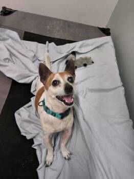 Poppy (with Biggie) -  Chihuahua Dog for Adoption in Annapolis, Maryland - Poppy (with Biggie) | PetCurious