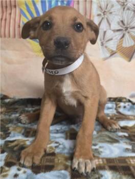 Rhodesian Ridgeback Dogs Available for Adoption - Rico | PetCurious