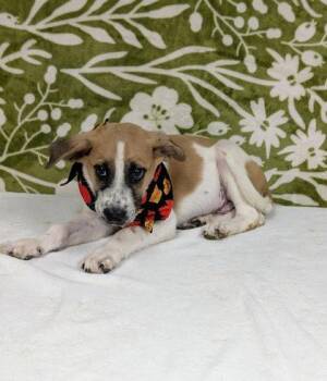 Goose -  English Setter and Mixed Breed Dog for Adoption in Morton Grove, Illinois - Goose | PetCurious