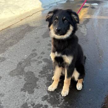 Border Collie and Shepherd Dogs Available for Adoption in Woodstock, Ontario - Socks | PetCurious