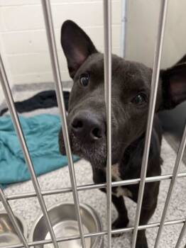 Rescue Mixed Breed Dogs for Adoption in Knoxville, Tennessee - Quill | PetCurious