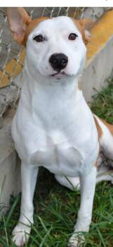 Rescue Staffordshire Bull Terrier Dogs for Adoption in Bronson, Texas - Strawberry | PetCurious