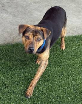 BARTHOLOMEW -  Labrador Retriever and Pit Bull Terrier Dog for Adoption in Baytown, Texas - BARTHOLOMEW | PetCurious