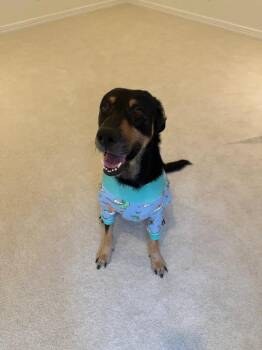 Damon -  Rottweiler Dog for Adoption in Polk, Ohio - Damon | PetCurious