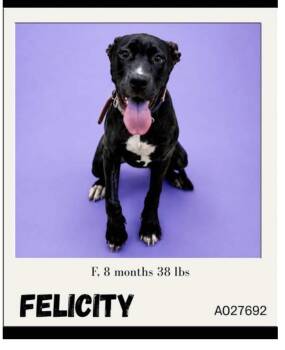 Felicity -  Staffordshire Bull Terrier and Pit Bull Terrier Dog for Adoption - Felicity | PetCurious