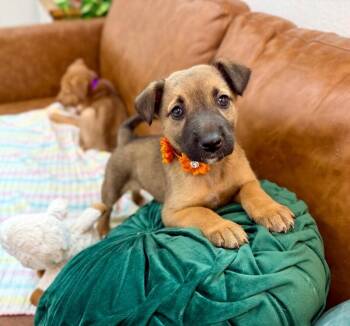 Daisy Darling is Puppy Perfection -  German Shepherd Dog and Labrador Retriever Dog for Adoption in Friendswood, Texas - Daisy Darling Is Puppy Perfection | PetCurious