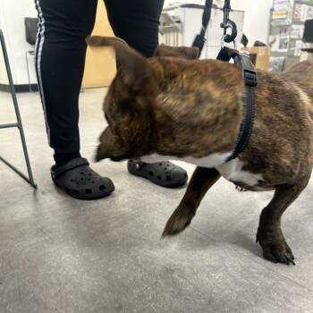 Mixed Breed Dogs Available for Adoption in Philadelphia, Pennsylvania - Bruno | PetCurious