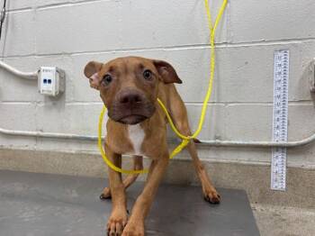 MILLER -  American Staffordshire Terrier and Mixed Breed Dog for Adoption in Grand Prairie, Texas - MILLER | PetCurious