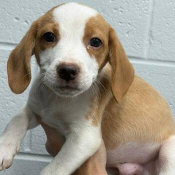Male 7474 -  Beagle Dog for Adoption in Fairfax Station, Virginia - Male 7474 | PetCurious