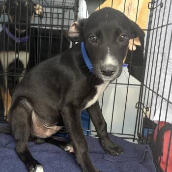 Rescue Labrador Retriever Dogs for Adoption in Carmel Hamlet, New York - Austin (Texas Sweetheart) | PetCurious