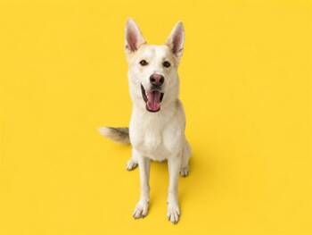 JUNO -  German Shepherd Dog and Siberian Husky Dog for Adoption in Doral, Florida - JUNO | PetCurious