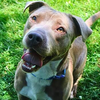 Jacks -  Terrier Dog for Adoption in South Elgin, Illinois - Jacks | PetCurious