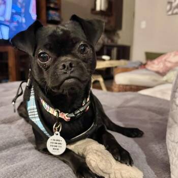Rescue Pug and Chihuahua Dogs for Adoption in Los Angeles, California - Smokey Robinson | PetCurious