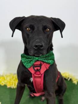 Chips-One of our Amazing Rescue Dogs -  Pit Bull Terrier and Black Labrador Retriever Dog for Adoption in Carlsbad, California - Chips-One Of Our Amazing Rescue Dogs | PetCurious