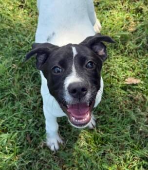Skittles -  Pointer and Mixed Breed Dog for Adoption in Orlando, Florida - Skittles | PetCurious