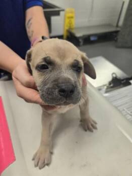 OBAMA -  Pit Bull Terrier and Mixed Breed Dog for Adoption in Corpus Christi, Texas - OBAMA | PetCurious