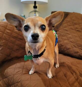 Chihuahua Dogs Available for Adoption - Diesel | PetCurious