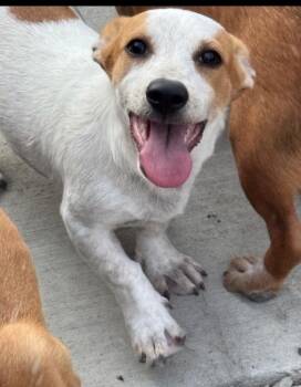 Tomato 2 -  Cattle Dog and Labrador Retriever Dog for Adoption in Fort Lupton, Colorado - Tomato 2 | PetCurious
