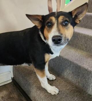 Corgi and Beagle Dogs Available for Adoption in Troy, Alabama - Bubbles | PetCurious