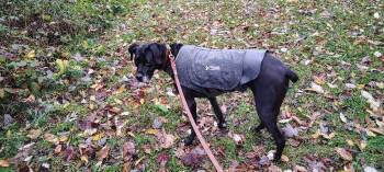 Rescue Mixed Breed Dogs for Adoption in Osseo, Michigan - Lucille | PetCurious