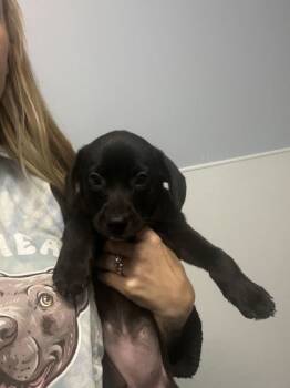 Rescue Mixed Breed Dogs for Adoption in Chicago, Illinois - Tofurkey | PetCurious