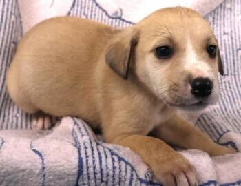 Annie -  Shepherd Dog for Adoption in Thief River Falls, Minnesota - Annie | PetCurious
