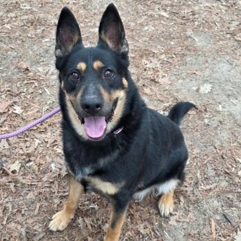 Rex- very well behaved! -  German Shepherd Dog Dog for Adoption in Tallulah, Louisiana - Rex- Very Well Behaved! | PetCurious
