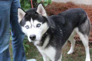 Odin -  Siberian Husky and Mixed Breed Dog for Adoption in Brunswick, Georgia - Odin | PetCurious