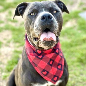 Mixed Breed Dogs Available for Adoption - Cedar | PetCurious