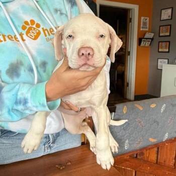 Pearl (Female) -  Mixed Breed and None Dog for Adoption in Bend, Oregon - Pearl (Female) | PetCurious