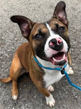 Lily -  Mixed Breed Dog Available for Adoption in Sapulpa, Oklahoma - Lily | PetCurious