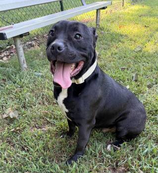 Achilles Barkley -  Boxer Dog for Adoption in Andover, Massachusetts - Achilles Barkley | PetCurious