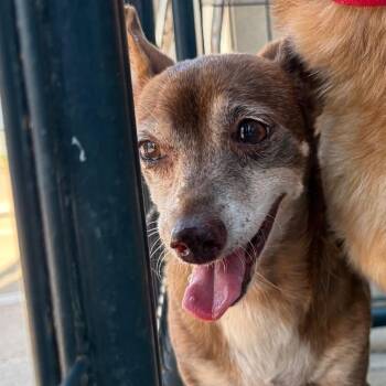 Bambi -  Mixed Breed Dog for Adoption in Lake Jackson, Texas - Bambi | PetCurious