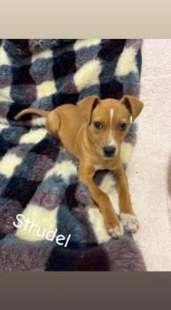 Terrier and Mixed Breed Dogs Available for Adoption - Strudel | PetCurious