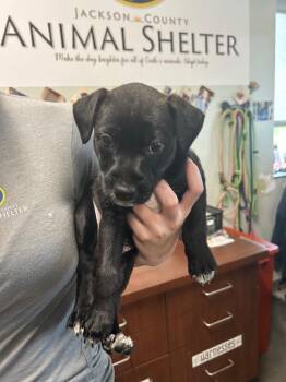 Pit Bull Terrier Dogs Available for Adoption in Gautier, Mississippi - Lemon | PetCurious