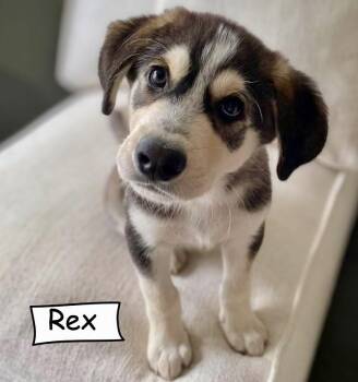 Rex -  Husky and German Shepherd Dog Dog for Adoption in Sandy Hook, Manitoba - Rex | PetCurious