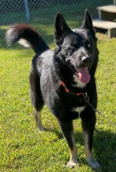 Rescue Husky and German Shepherd Dog Dogs for Adoption in Virginia Beach, Virginia - 174929 Haku | PetCurious