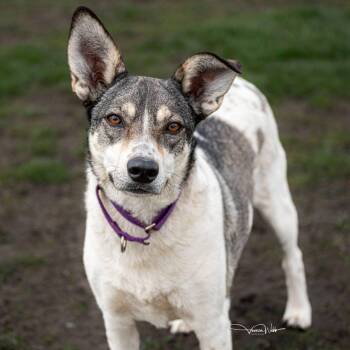 Harley -  Norwegian Elkhound Dog for Adoption in Toronto, Ontario - Harley | PetCurious