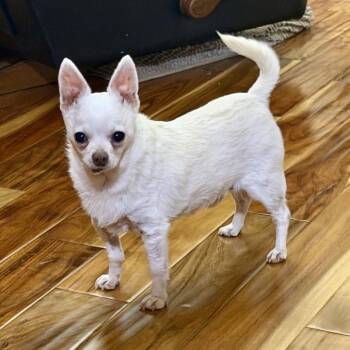 Casper -  Mixed Breed Dog for Adoption in Spokane, Washington - Casper | PetCurious