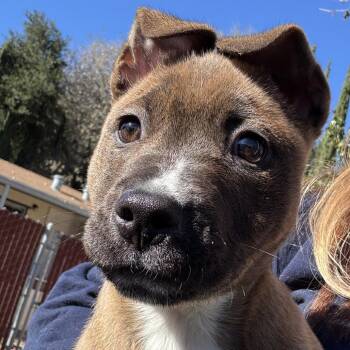 Astra -  Pit Bull Terrier and Mixed Breed Dog for Adoption in Buellton, California - Astra | PetCurious