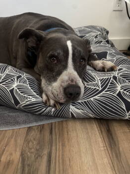 Rescue Pit Bull Terrier Dogs for Adoption in San Diego, California - Mabel - Courtesy Post | PetCurious