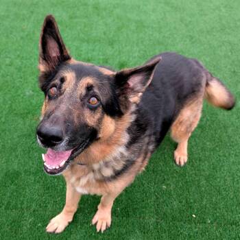 Cuddi -  German Shepherd Dog Dog for Adoption in Chicago, Illinois - Cuddi | PetCurious