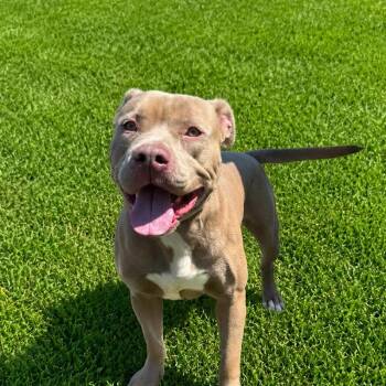 Skyler -  Pit Bull Terrier Dog for Adoption in Jersey City, New Jersey - Skyler | PetCurious