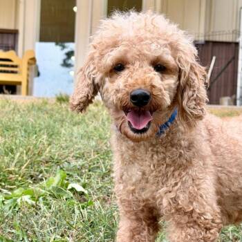 Phoenix- Missouri (S26-47) -  Poodle Dog for Adoption in Peyton, Colorado - Phoenix- Missouri (S26-47) | PetCurious
