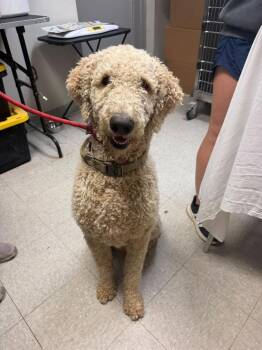 Big Bert -  Poodle Dog for Adoption in Sorrento, Louisiana - Big Bert | PetCurious