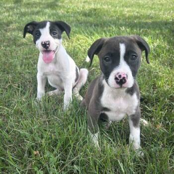 Bixby -  American Staffordshire Terrier and Mixed Breed Dog for Adoption in Georgetown, Kentucky - Bixby | PetCurious